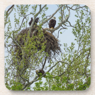 Dessous-de-verre Rencontrez la famille de l'aigle