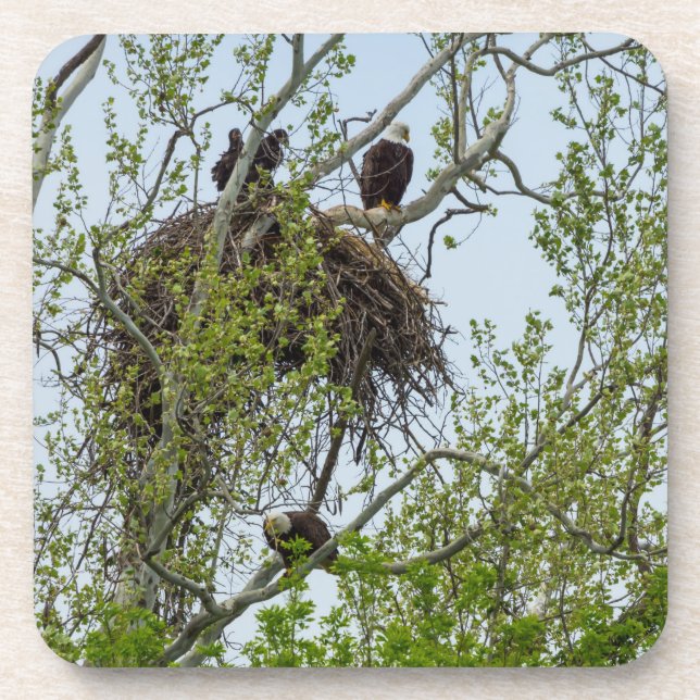 Dessous-de-verre Rencontrez la famille de l'aigle (Devant)