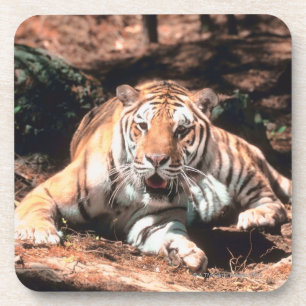 Dessous-de-verre Repos de tigre