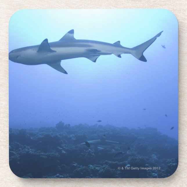 Dessous-de-verre Requin dans l'océan, vue d'angle faible (Devant)