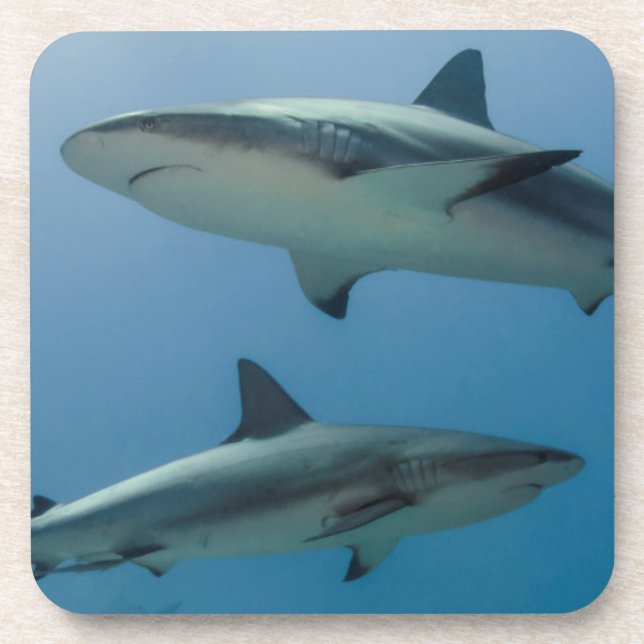 Dessous-de-verre Requin de récif des Caraïbes (Devant)