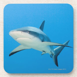 Dessous-de-verre Requin des Caraïbes de récif (perezi de