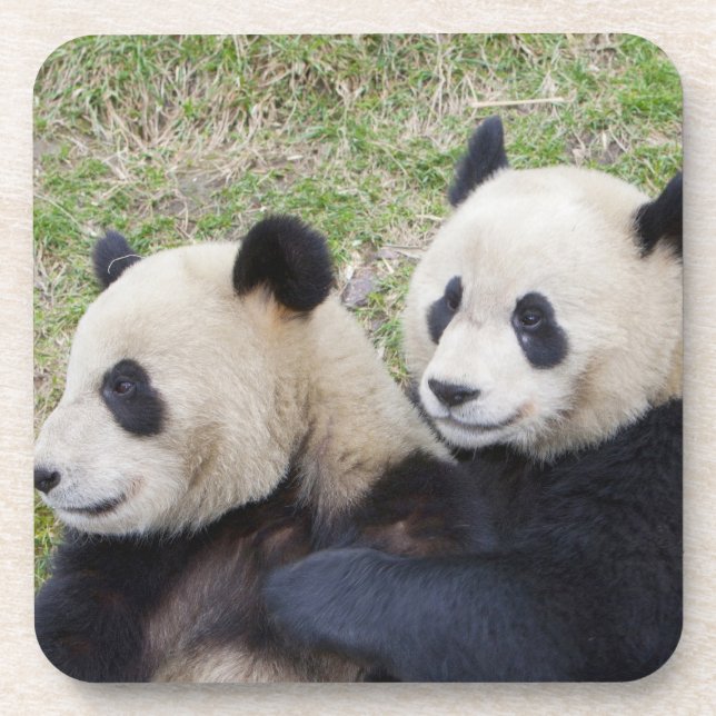 Dessous-de-verre Réserve de Wolong, Chine, Panda géant faisant un c (Devant)