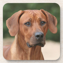 Résidence Rhodesian Ridgeback
