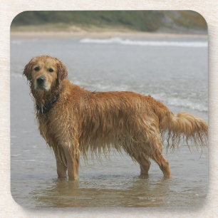 Dessous-de-verre Retreiver d'or en mer