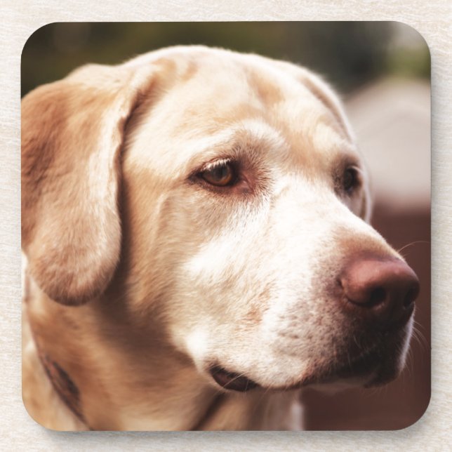 Dessous-de-verre Retriever du Labrador (Devant)