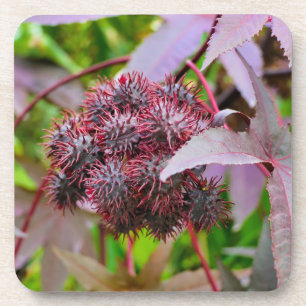 Dessous-de-verre Ricinus communis