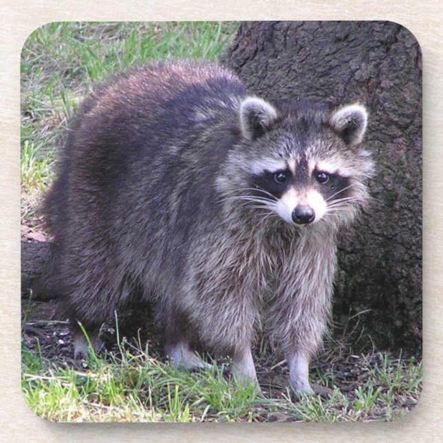 Dessous-de-verre Rocky le Raccoon (Devant)