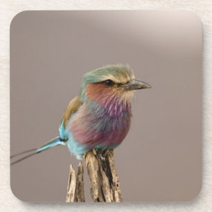 Dessous-de-verre Rollier à poitrine lilas, Coracias caudata, Sambur