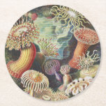 Dessous-de-verre Rond En Papier Anémones de mer, Actiniae Seeanemonen Ernst Haecke<br><div class="desc">Anémones de mer,  Actiniae Seeanemonen Ernst Haeckel Dessous de verre papier</div>