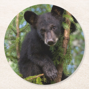 Dessous-de-verre Rond En Papier Black Bear Cub Jouer dans les arbres