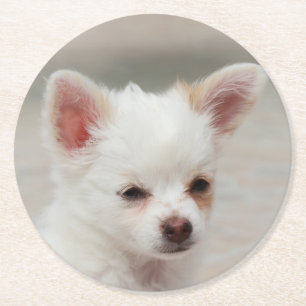 Dessous-de-verre Rond En Papier Chihuahua chiot dans un jardin