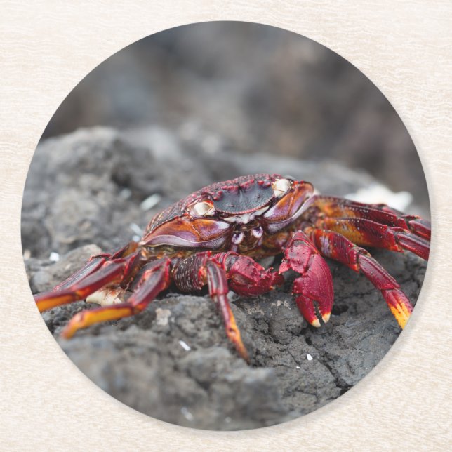 Dessous-de-verre Rond En Papier Crabe rouge (Devant)