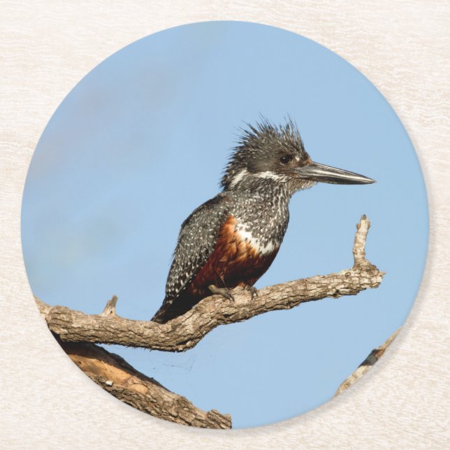Dessous-de-verre Rond En Papier Giant Kingfisher (Devant)