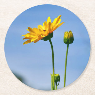 Dessous-de-verre Rond En Papier Hélénium de marguerite jaune