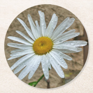 Dessous-de-verre Rond En Papier Leucanthemum