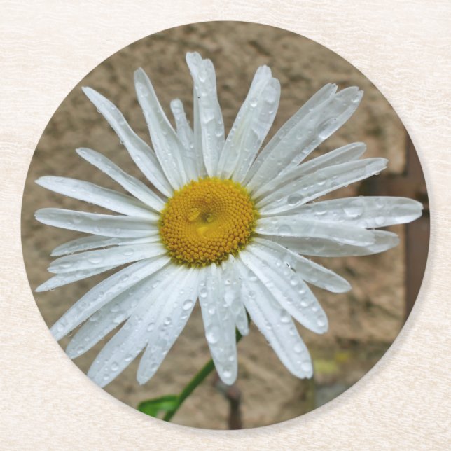 Dessous-de-verre Rond En Papier Leucanthemum (Devant)