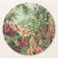 Mousses, Muscinae Laubmoose par Ernst Haeckel