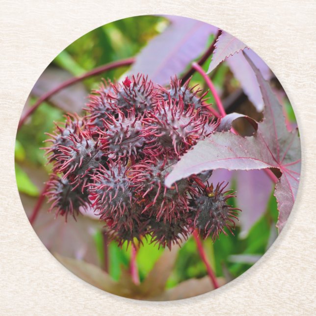 Dessous-de-verre Rond En Papier Ricinus communis (Devant)