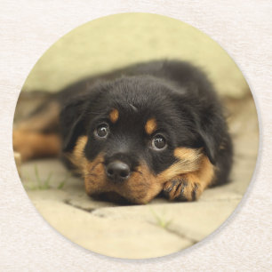 Dessous-de-verre Rond En Papier Rottweiler20150901