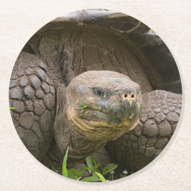 Dessous-de-verre Rond En Papier Tortue géante (Devant)