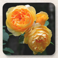 Rose anglais jaune