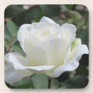 Dessous-de-verre Rose Blanche