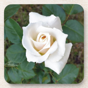 Dessous-de-verre rose blanche