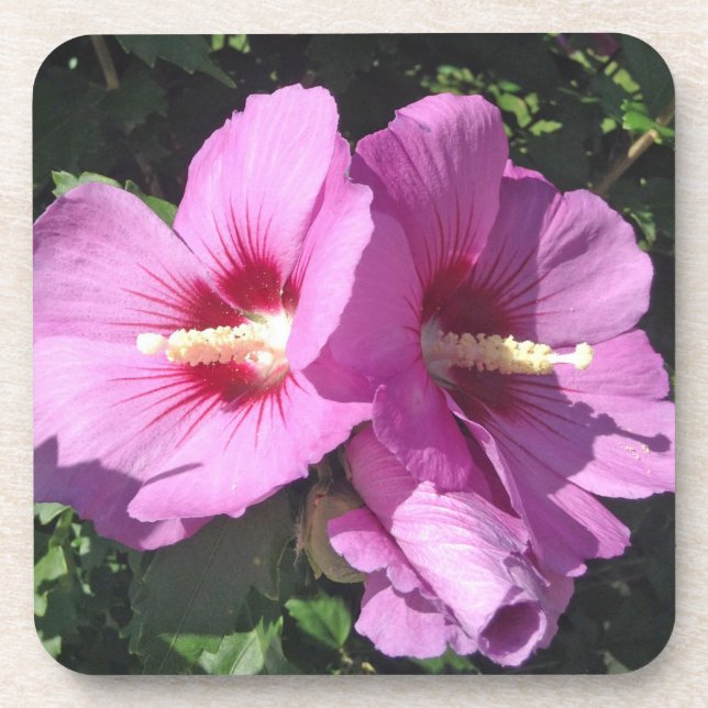 Dessous-de-verre Rose de Sharon (Devant)