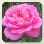 Dessous-de-verre Rose romantique 'Léonard de Vinci'<br><div class="desc">Rose rose 'Léonard De Vinci'. Rosa floribunda,  rose romantique avec de grandes bouquets de fleurs.</div>