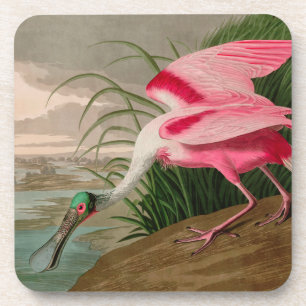Dessous-de-verre Rose Spoonbill Birds of America Audubon Print