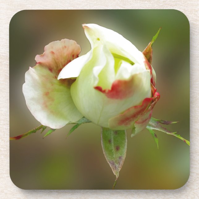 Dessous-de-verre rosebud brillant (Devant)