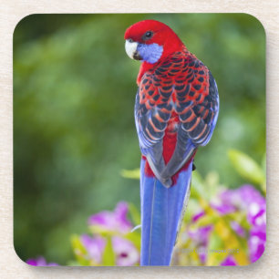 Dessous-de-verre Rosella cramoisi et contexte des orchidées