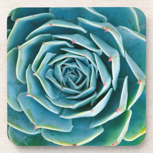 Dessous-de-verre Rosette d'Echeveria, Jardin Secret de Marrakech (Devant)