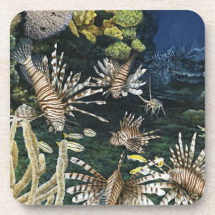 Dessous de verre rouges de Lionfish