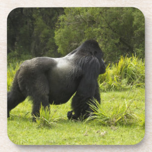 Dessous-de-verre Rwanda, Parc national des volcans