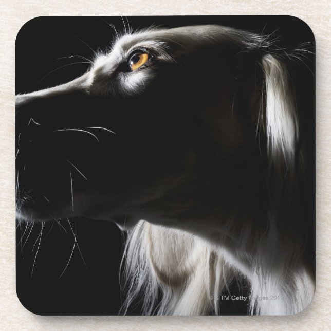 Dessous-de-verre Saluki, portrait (Devant)