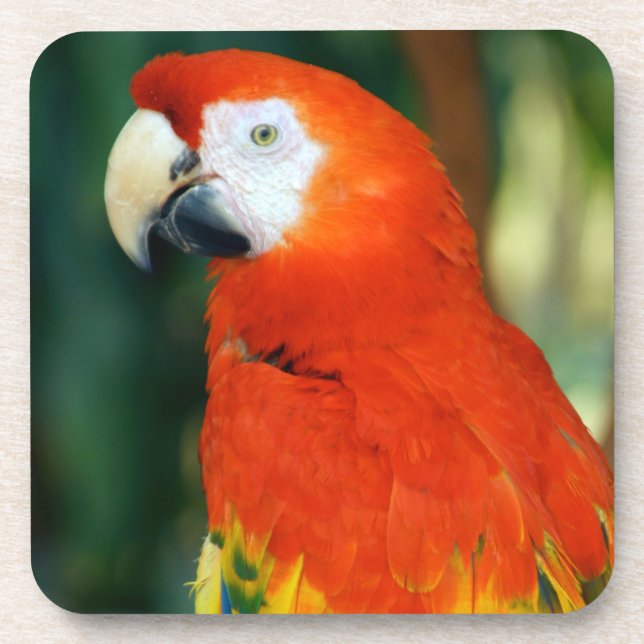 Dessous-de-verre Scarlet Macaw (Devant)