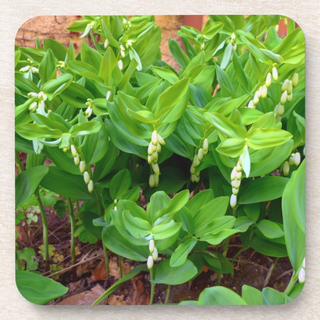 Dessous-de-verre Sceau Solomons (Devant)