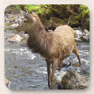 Dessous-de-verre Scène sereine de bois de rivière avec jeune cerf r