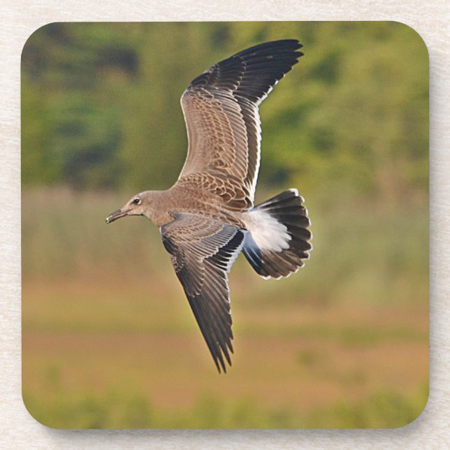 Dessous-de-verre Seagull Coaster (Devant)