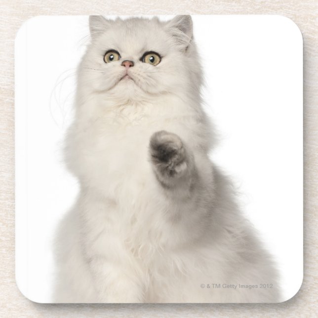 Dessous-de-verre Séance de chat persan (Devant)