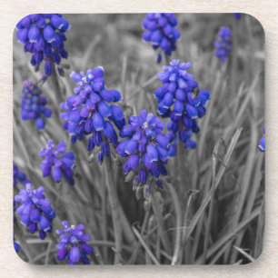 Dessous-de-verre Sélection de la famille des Hyacinthes de raisins