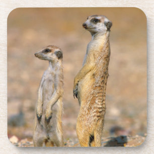 Dessous-de-verre Sentinelles de suricate (Suricata suricatta), Kara