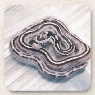 Dessous-de-verre Serpent de maïs de bébé