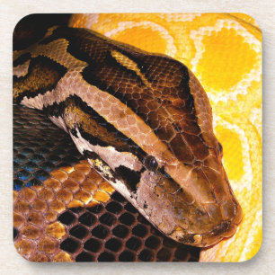 Dessous-de-verre Serpent python birman