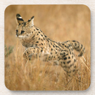 Dessous-de-verre Serval (Leptailurus Serval) en train de sauter