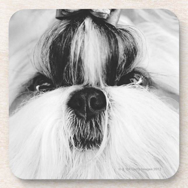 Dessous-de-verre Shih Tzu (Devant)