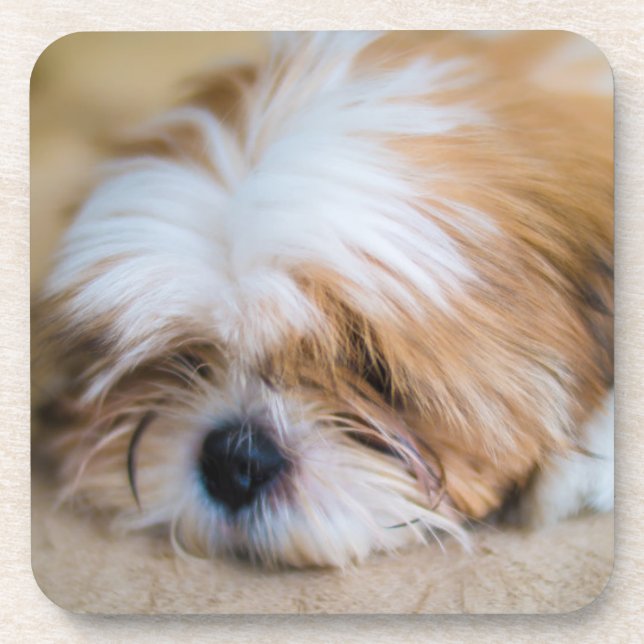 Dessous-de-verre Shih Tzu (Devant)