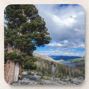 Dessous-de-verre Sierra Juniper et arbres à feuilles persistantes 2